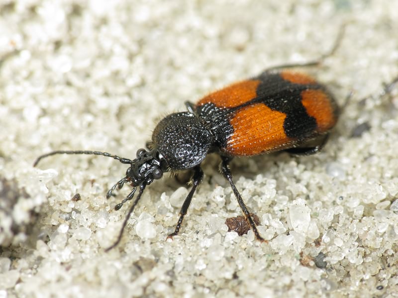 Panagaeus cruxmajor (Linne, 1758)